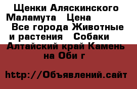 Щенки Аляскинского Маламута › Цена ­ 10 000 - Все города Животные и растения » Собаки   . Алтайский край,Камень-на-Оби г.